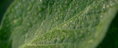 Raindrops on leaf