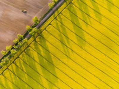 Diagonal texture canola field