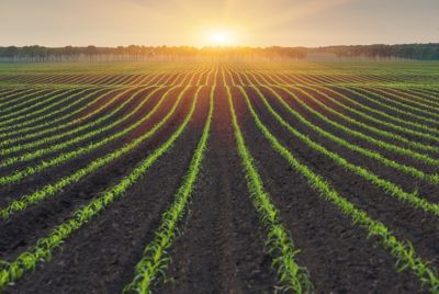 field_rows_sunrise