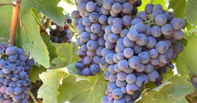 closeup of purple fruit and green leaves on a branch in sunlight