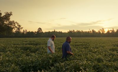 Two men walking in crop field at sunrise