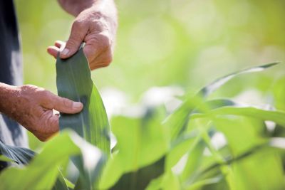 Seed Treatment: Revolutionary Protection