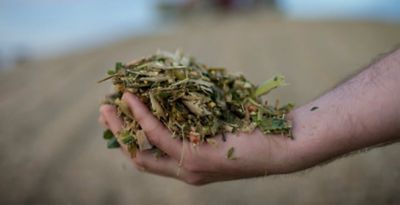 Hand holding corn silage - closeup