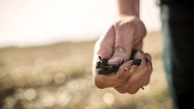 Pinching soil in hand