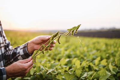 hands holding soybean plant