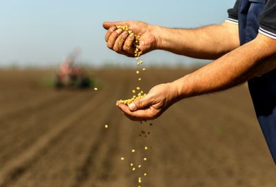 Soybean seeds falling through hands