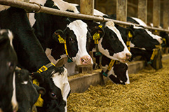 Holstein cattle feeding on silage.