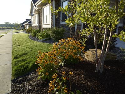 Home landscape with black eyed susans