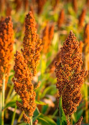 Híbridos de Sorgo