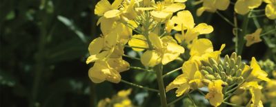 Желтый цветок рапсового растения