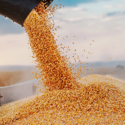CORN YIELDS