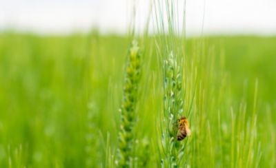 A honey bee on a green ear of wheat. Close-up. Summer. Pollination. Honeybee. - Timeline of crop protection advances