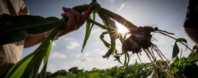 Deslocamento de raízes no início do desenvolvimento do milho e “green snap”