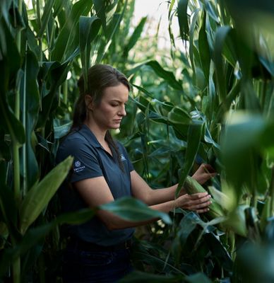 Photo - inspecting corn plants