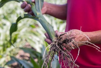 Corn Rootworm Management