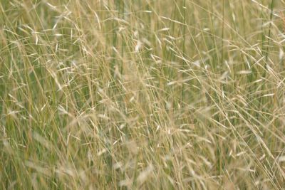 Invasive grass ventenata