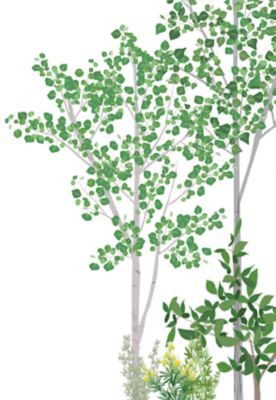 weeds, brush and trees