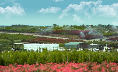 Irrigation in a nursery field