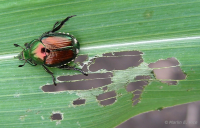 Japanese Beetle on leaf