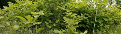 japanese-knotweed