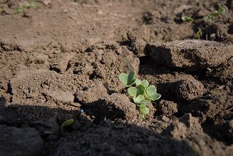 just emerged canola plants