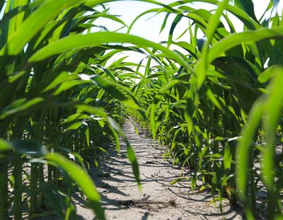 Knee high corn