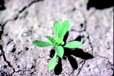 kochia weed in dry field