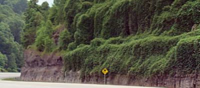 Managing Kudzu in Natural Areas and Rights of Way