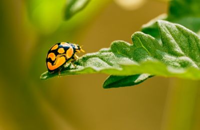 ladybug beetle