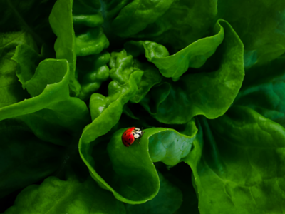 lady bug on green leaf close up