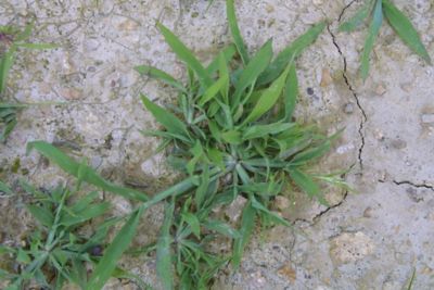 crabgrass