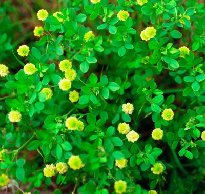 bugwood large hop clover