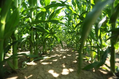 Ground view of clean rows of late season corn