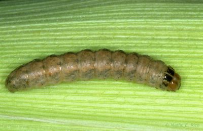 Late stage western bean cutworm larva