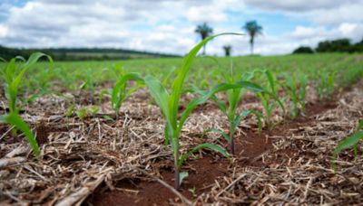 Planta de milho em estádio inicial