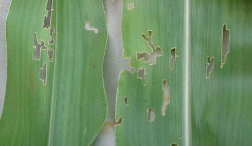 Feeding damage on corn leaf from grape colaspis beetles.