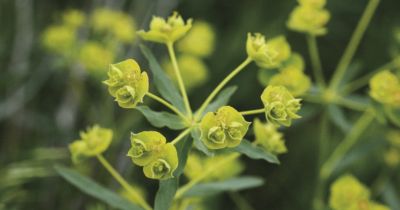 leafy spurge