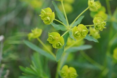 Leafy spurge