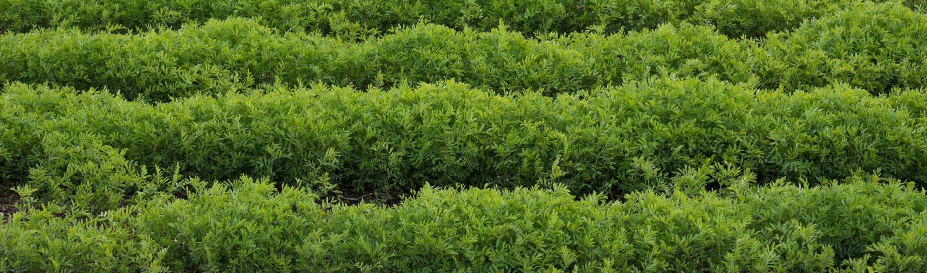 field of lentils