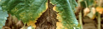 Le phomopsis, ennemi du tournesol ! 