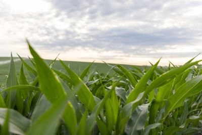 Get Pioneer's Corn and Soybean Scouting Calendar