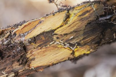 Live subterranean termite workers