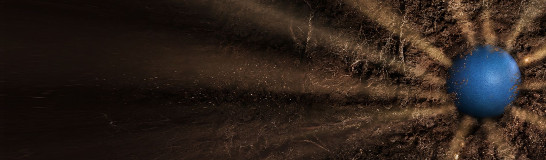 lumiderm treated canola seed