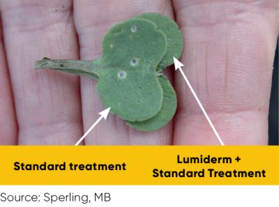canola seedling treatment comparison