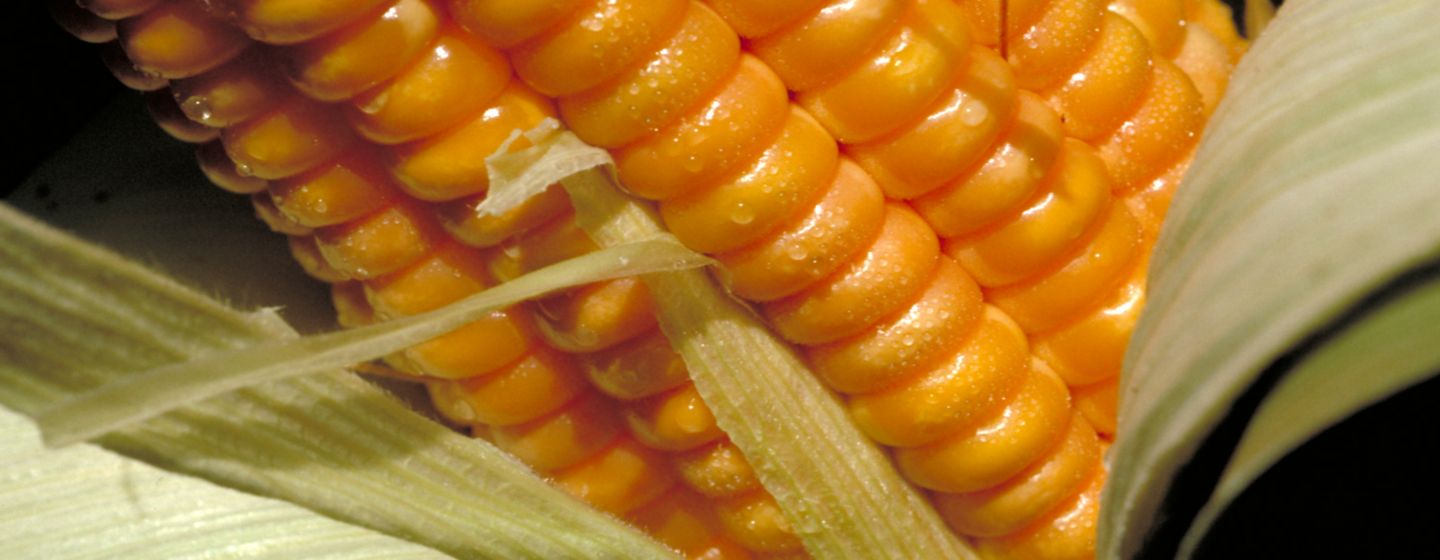 IMG-maiz_1500x600-Corteva-la-cl-v1