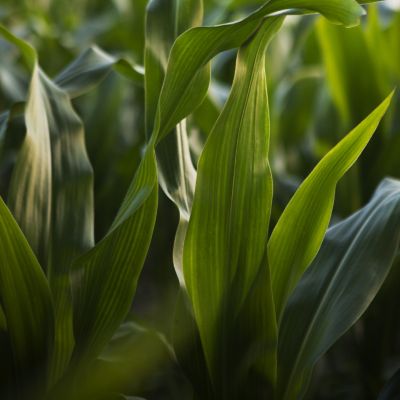 IMG-maiz_web-02-Brevant-LA_BR-V1