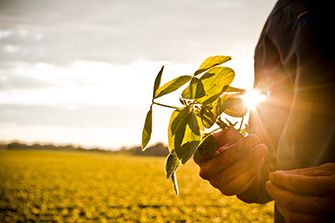 Man examining plant at sunrise