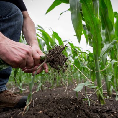 Man examining corn roots in field.