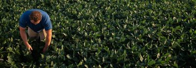 Man examining soybeans - aerial view