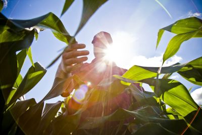 Man inspecting corn in sun